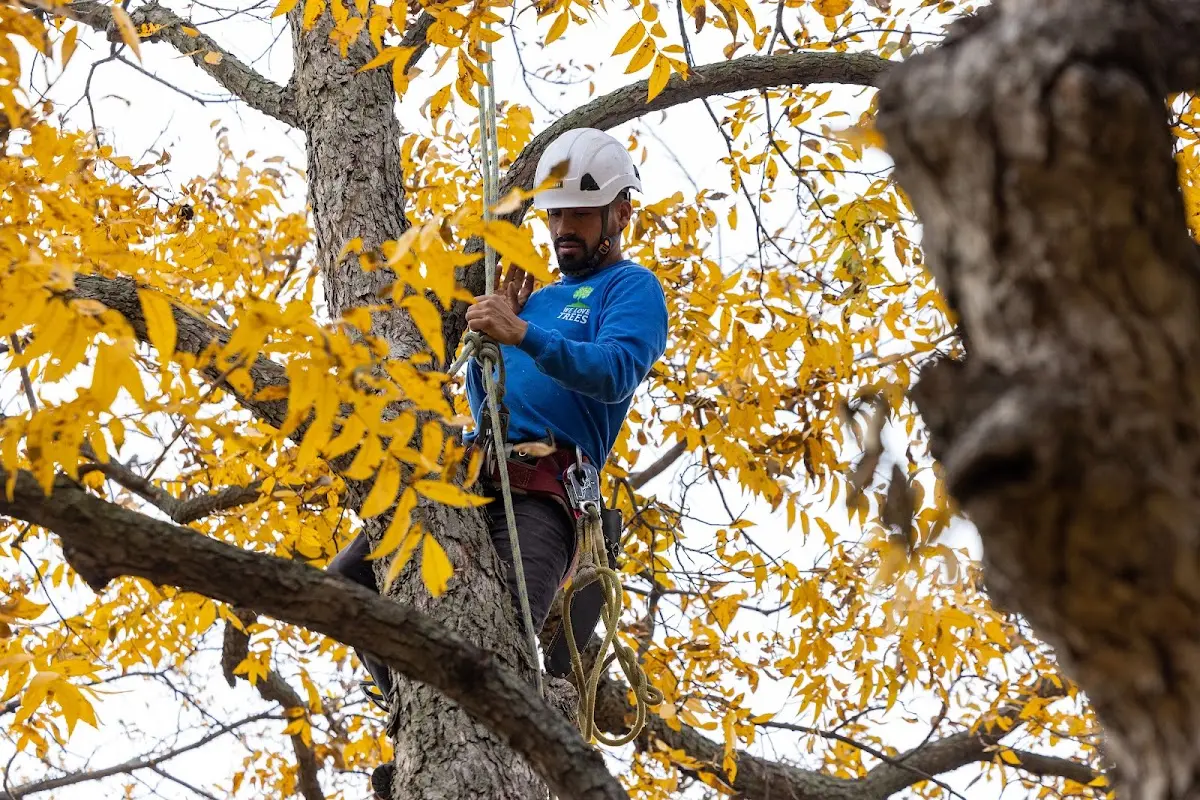 Skilled Tree Planing crew working in Moxee